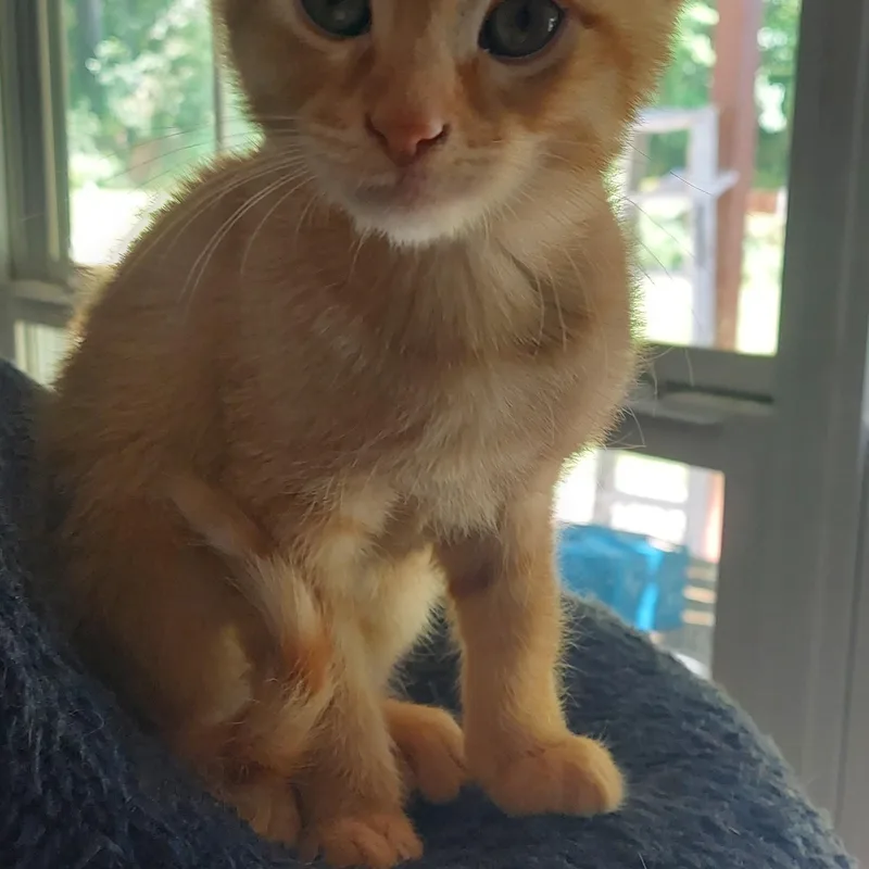 A baby medium-sized male Domestic Short Hair cat named Simba for adoption in Succasunna, NJ