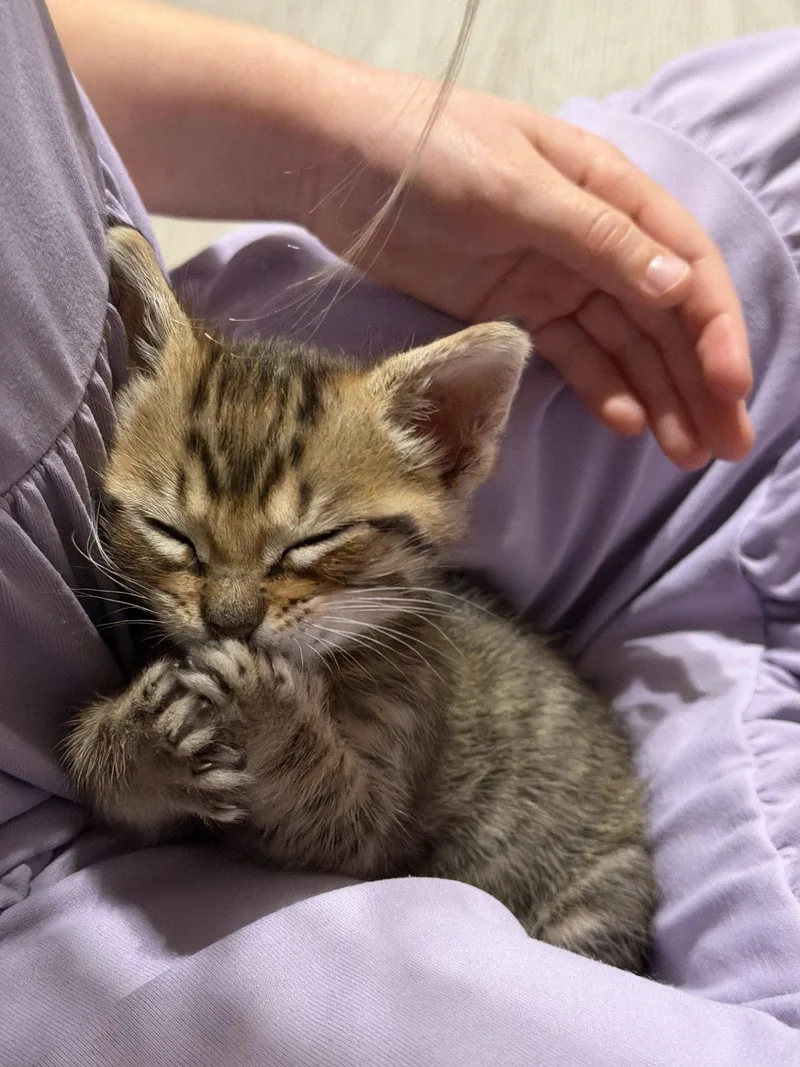 Elvis thumbnail 2