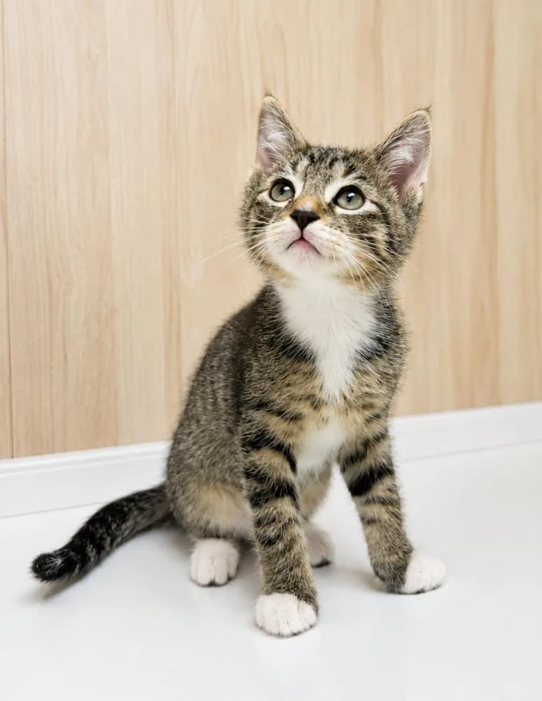 A baby small-sized male Domestic Short Hair cat named Jolly Rancher for adoption in Homer Glen, IL