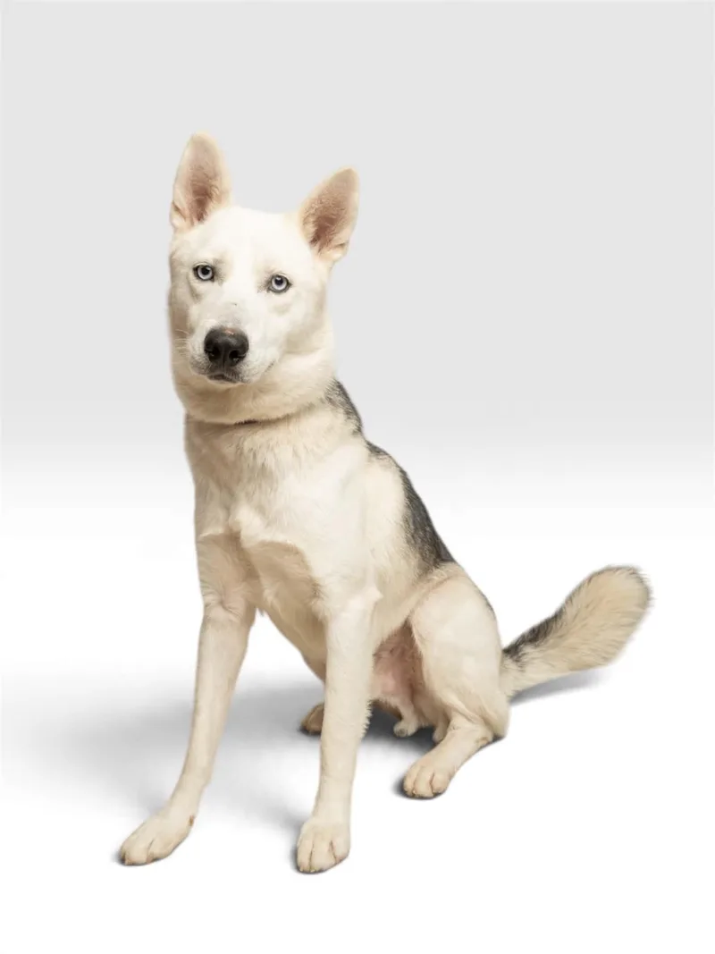 A baby large-sized male Husky dog named Bud for adoption in Richardson, TX