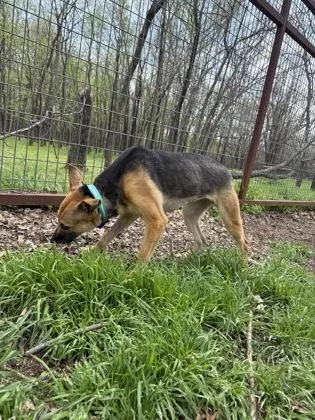 An adult large-sized female German Shepherd Dog dog named Marnie for adoption in Fort Worth, TX
