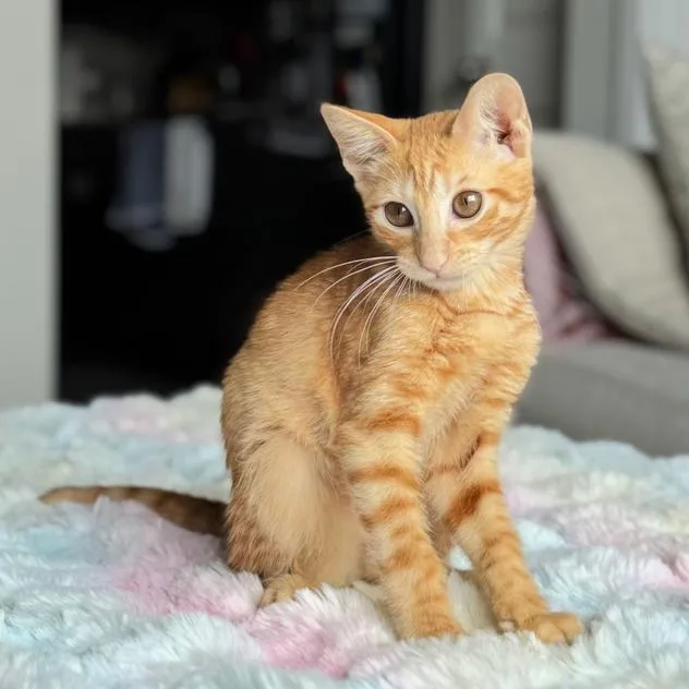 A baby small-sized male Orange / Red Domestic Short Hair cat named SparkPop for adoption in Houston, TX