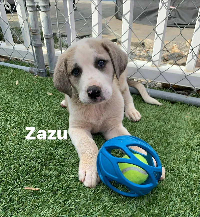Zazu