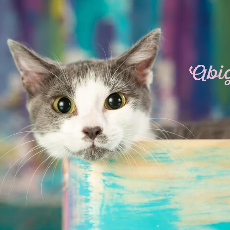 An adult small-sized female Gray / Blue / Silver Domestic Short Hair cat named Abigail for adoption in Springfield, MO