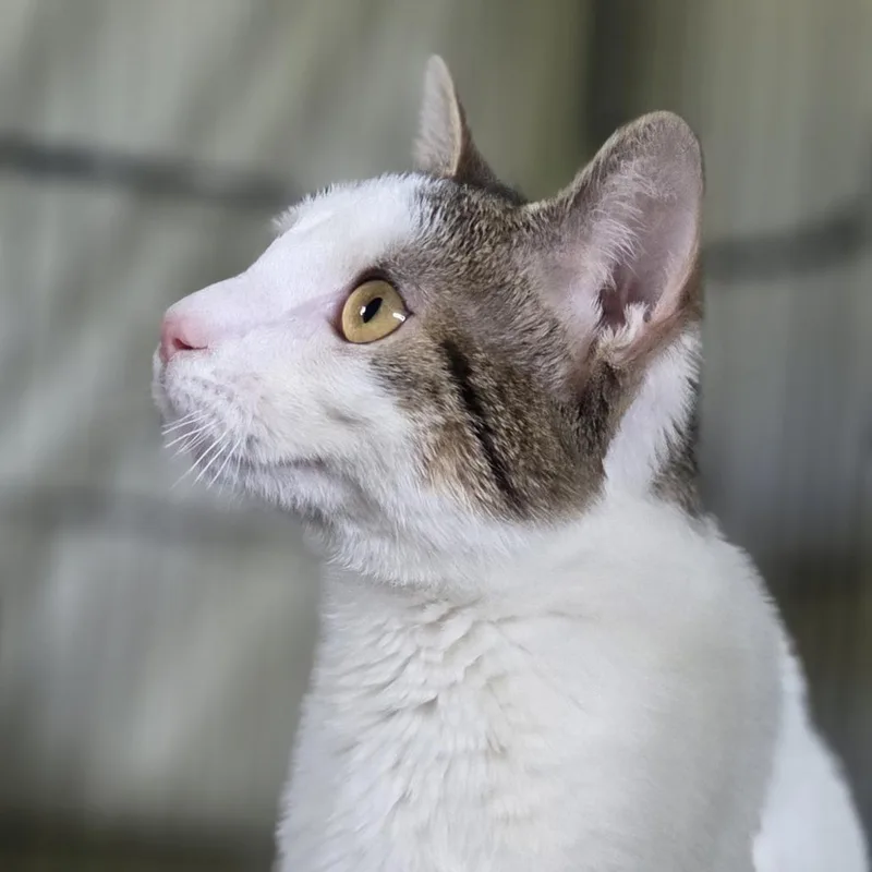 A young medium-sized male White Domestic Short Hair cat named Rummbles for adoption in Pittsford, VT
