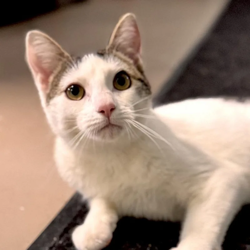 Rummbles thumbnail 2
