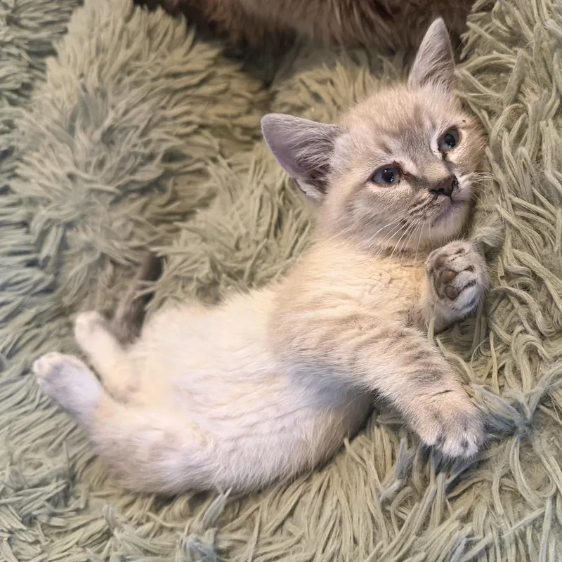A baby small-sized male Gray / Blue / Silver Siamese cat named Parker for adoption in Orange, CA