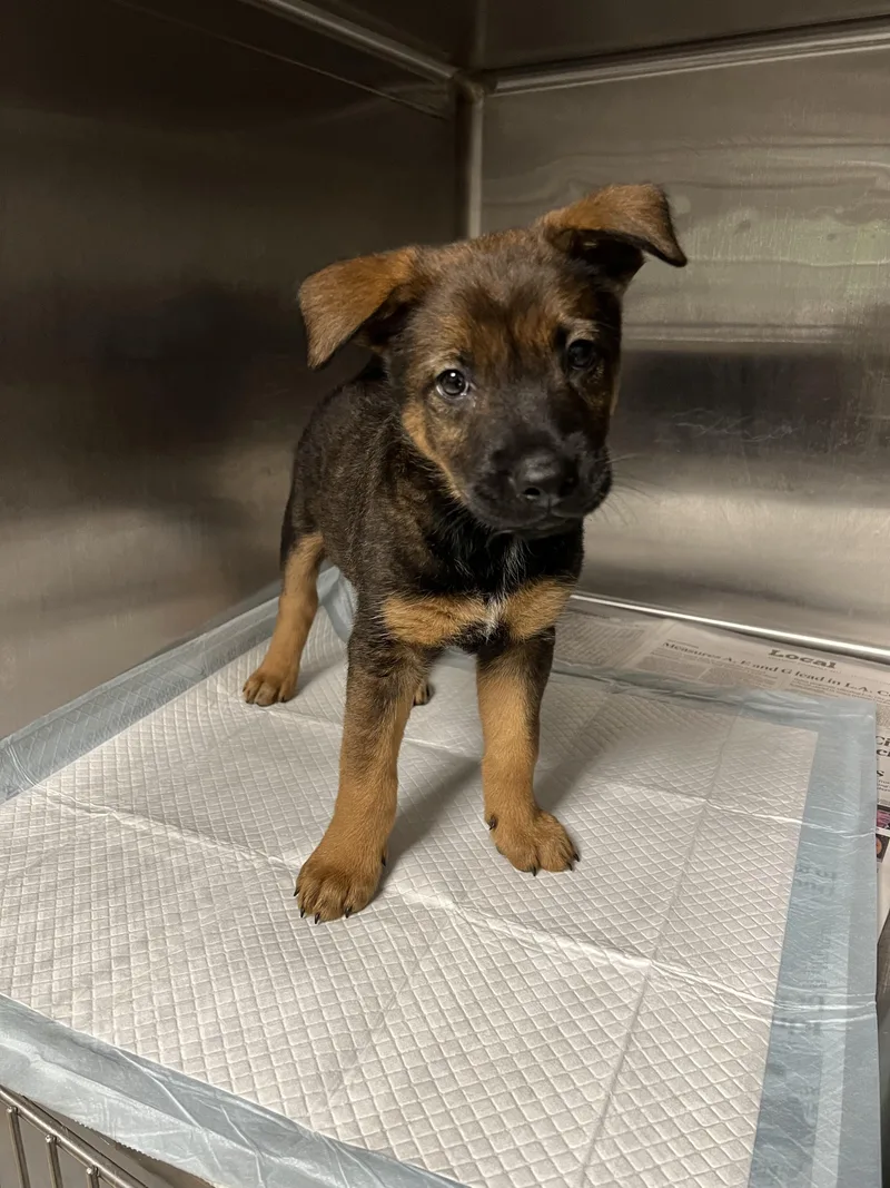A baby medium-sized male German Shepherd Dog dog named Pip for adoption in Chatsworth, CA