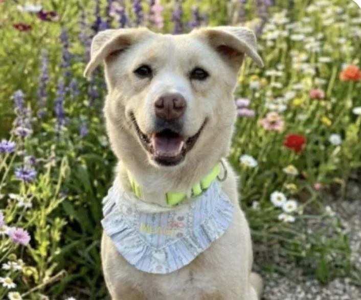 An adult medium-sized male Jindo dog named Jerry for adoption in San Ramon, CA