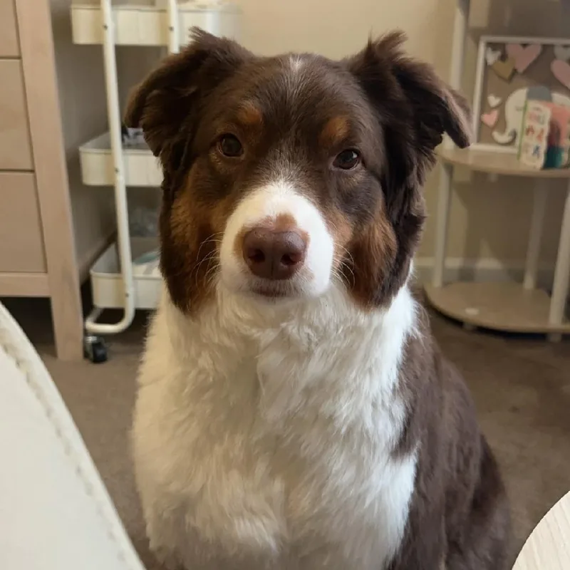 An adult medium-sized female Red / Chestnut / Orange Australian Shepherd dog named Miley for adoption in Alexandria, VA