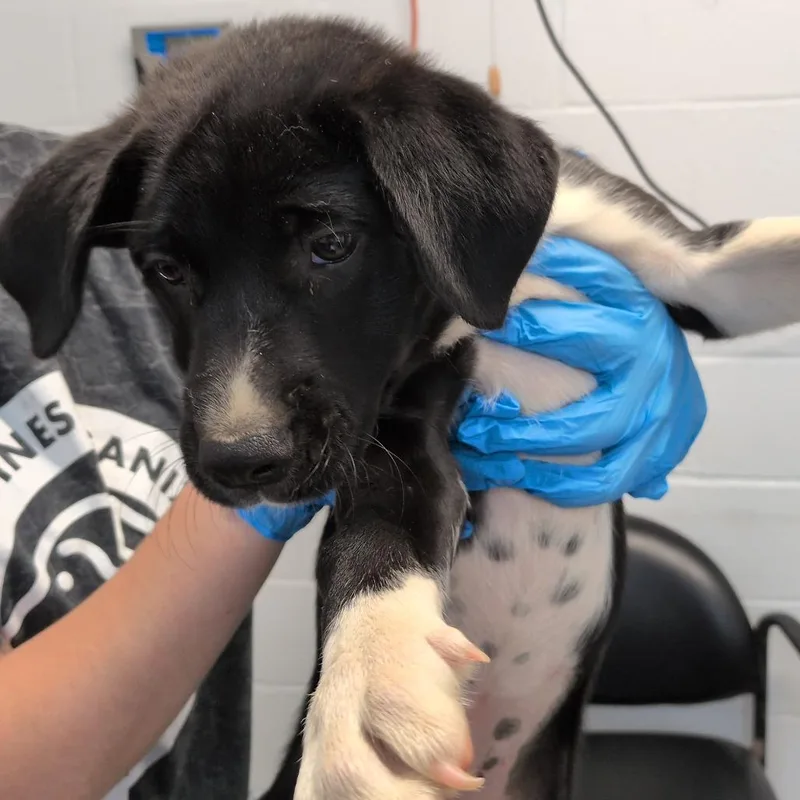 A baby small-sized female Black Pointer dog named Quack for adoption in Hattiesburg, MS