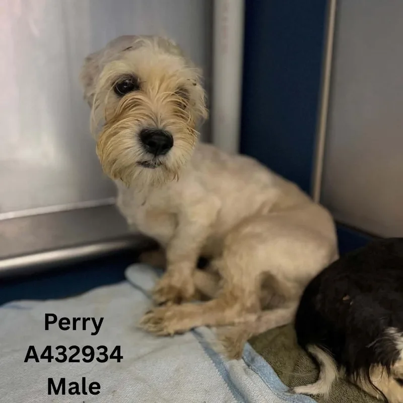Perry thumbnail 2