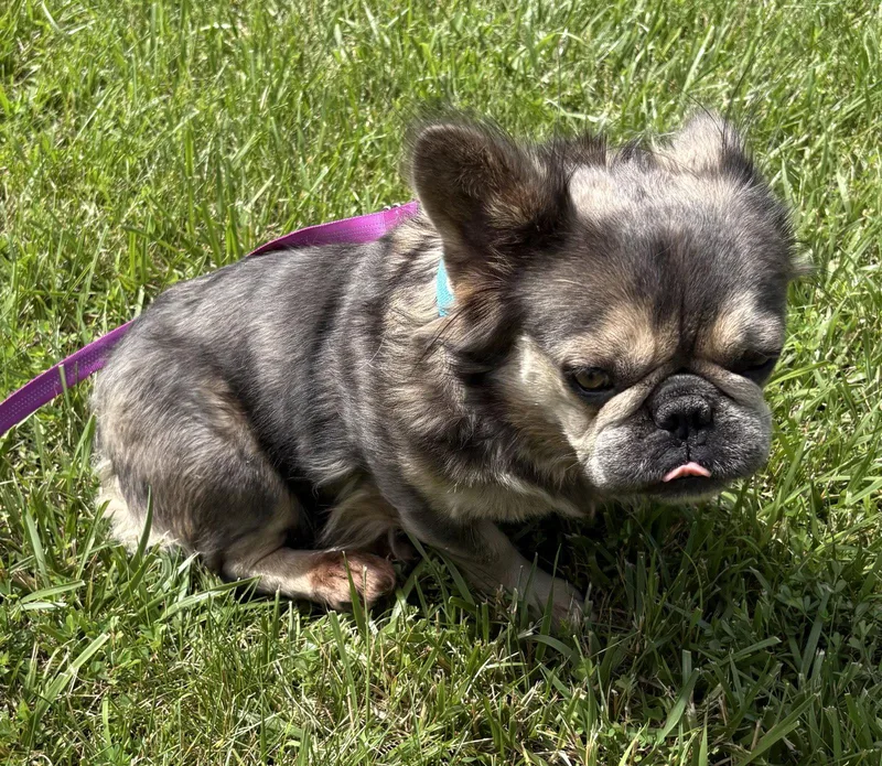 A young small-sized female French Bulldog dog named Reese for adoption in Fenton, MO