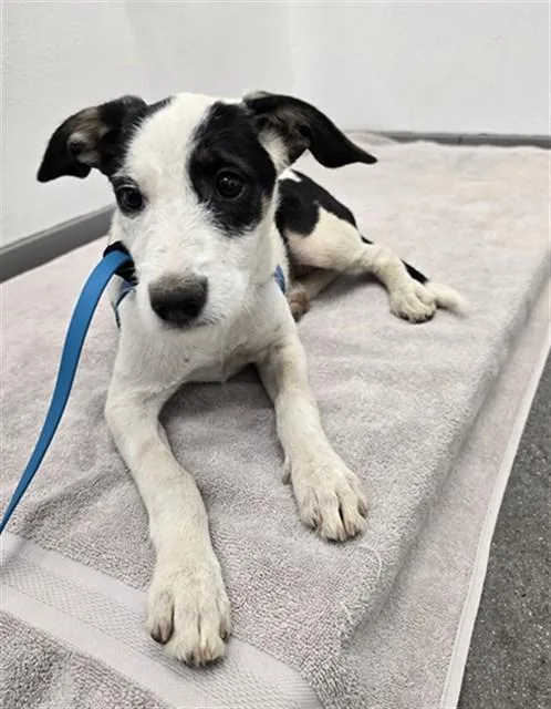 A baby small-sized female Labrador Retriever dog named Firefly for adoption in Mesa, AZ