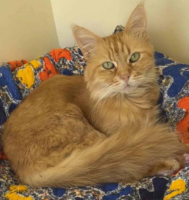 An adult medium-sized female Maine Coon cat named Mango Lassi for adoption in Bow, WA