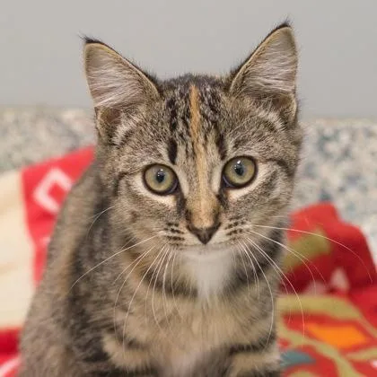 A baby small-sized female Domestic Short Hair cat named Reba for adoption in Verona, WI