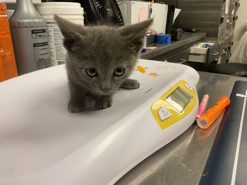A baby small-sized male Domestic Short Hair cat named Critter for adoption in Ontario, CA