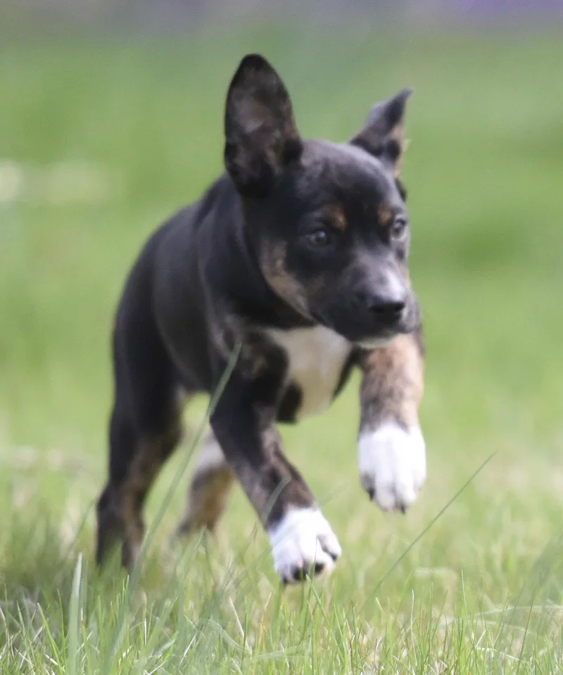 A baby small-sized female Australian Shepherd dog named Camila for adoption in Mechanicsburg, PA