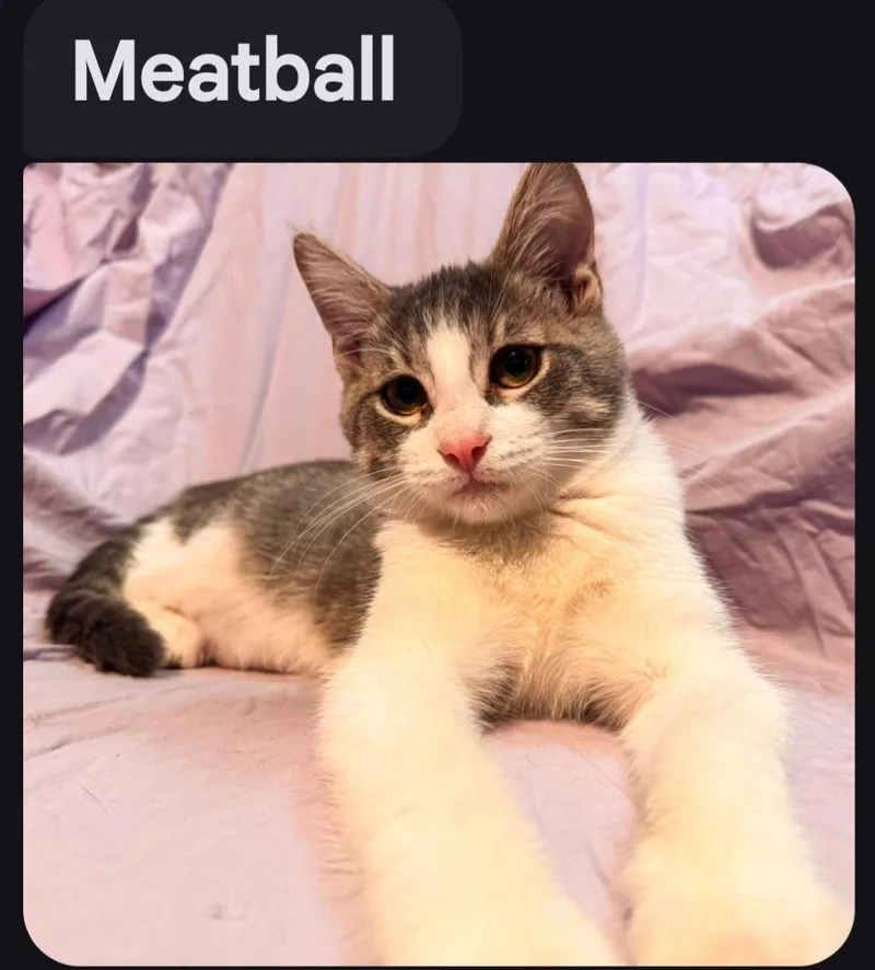 Meatball thumbnail 3