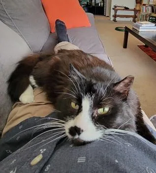 A senior medium-sized female Black & White / Tuxedo Tuxedo cat named Samba for adoption in San Francisco, CA