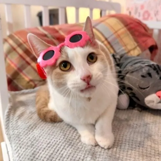 Mr Bigglesworth thumbnail 5