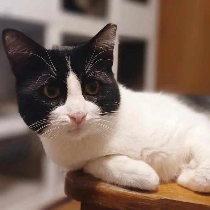 A young large-sized male Domestic Short Hair cat named Jerry for adoption in Bulverde, TX