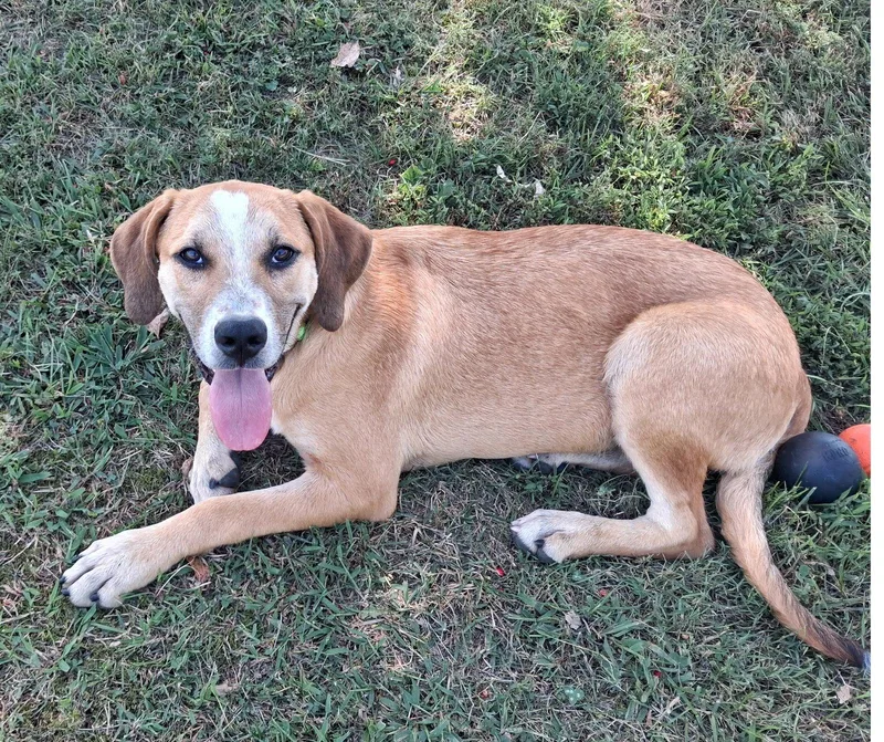 A young large-sized male Mountain Cur dog named Gunner for adoption in Cookeville, TN