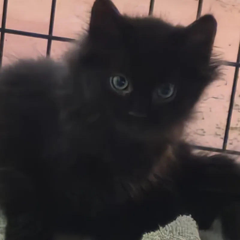 Pepper