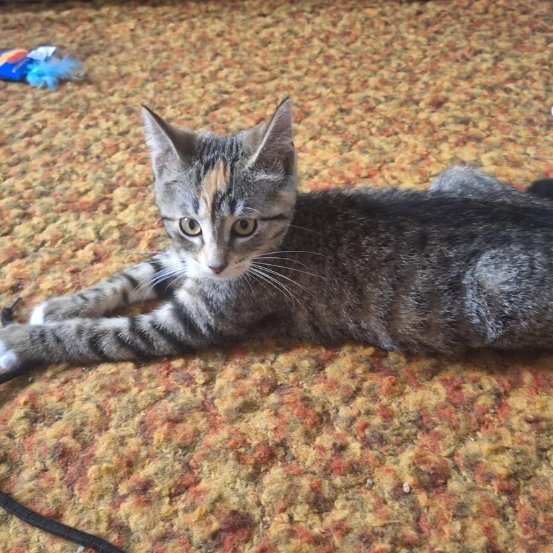 A baby medium-sized female Torbie Domestic Short Hair cat named Belle for adoption in Mayfield, NY