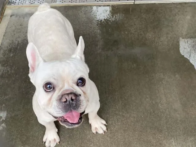 A young small-sized male French Bulldog dog named Jacques for adoption in Tustin, CA
