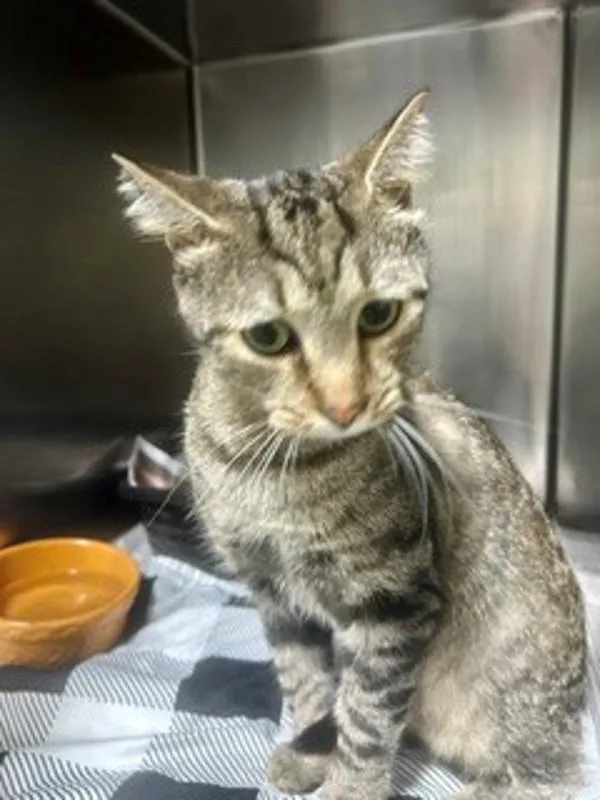 An adult large-sized male Domestic Short Hair cat named Jay for adoption in Dallas, GA