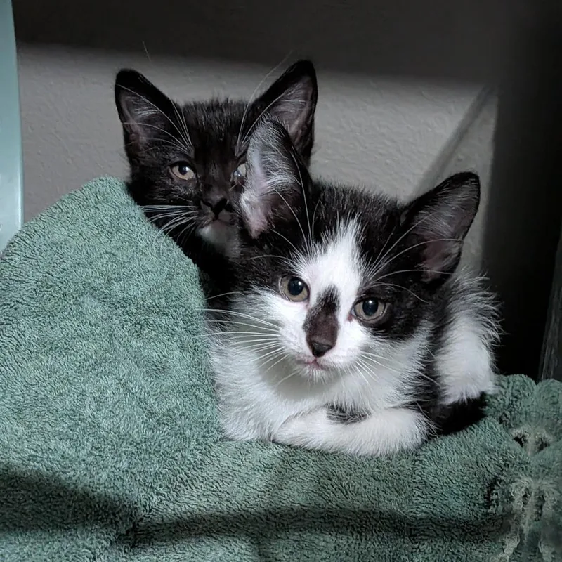 A baby small-sized male Black Domestic Short Hair cat named Jotaro for adoption in Columbia, MO