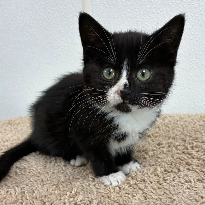 A baby small-sized female Black Domestic Short Hair cat named Sylvia for adoption in Lebanon, MO