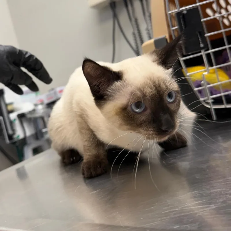 A baby medium-sized female Snowshoe cat named Kyanite for adoption in Great Falls, MT
