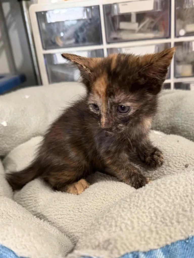 A baby small-sized female Tortoiseshell cat named Gigi for adoption in Brookhaven, MS