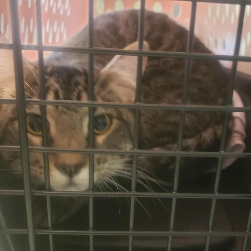 A young medium-sized male Black Domestic Short Hair cat named Dogg for adoption in Fairport, NY