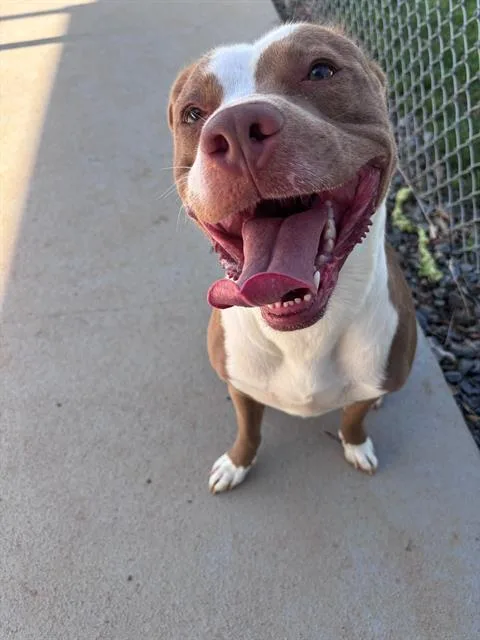 A young medium-sized male Pit Bull Terrier dog named Patch for adoption in Charlotte, NC