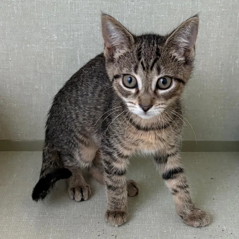 A baby small-sized female Brown / Chocolate Domestic Short Hair cat named Rebel Wilson for adoption in Monroe, MI