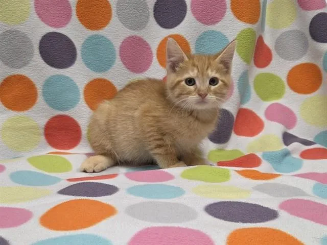 A baby small-sized male Domestic Short Hair cat named Pastrami for adoption in Ames, IA
