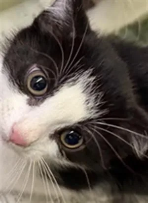 A baby small-sized male Domestic Short Hair cat named Cookies for adoption in Los Angeles, CA