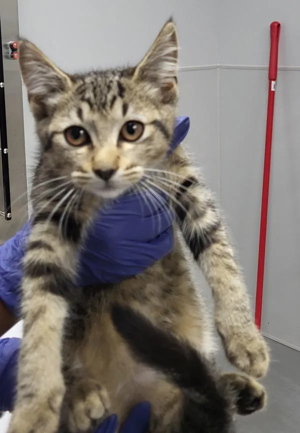 A baby small-sized female Domestic Short Hair cat named Pen  Hazel for adoption in Lawrenceville, GA
