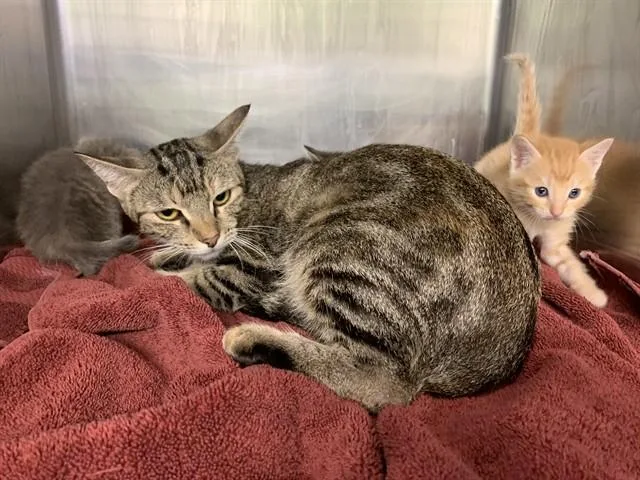A young large-sized female Domestic Short Hair cat named Melody for adoption in Grand Prairie, TX