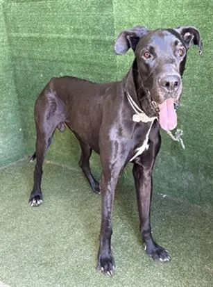 An adult extra large-sized male Great Dane dog named Bronx for adoption in Lancaster, CA