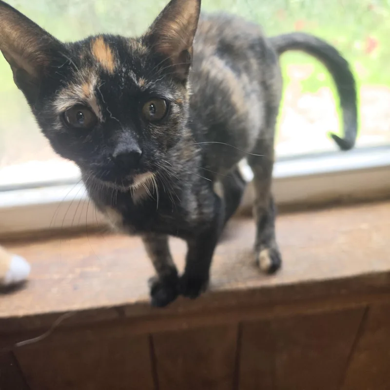 A baby small-sized female Tortoiseshell cat named Pepper for adoption in Lawrenceville, GA