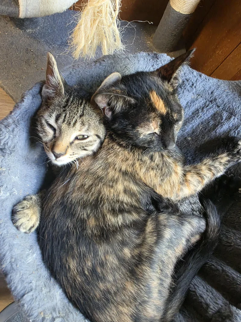 Pepper thumbnail 2