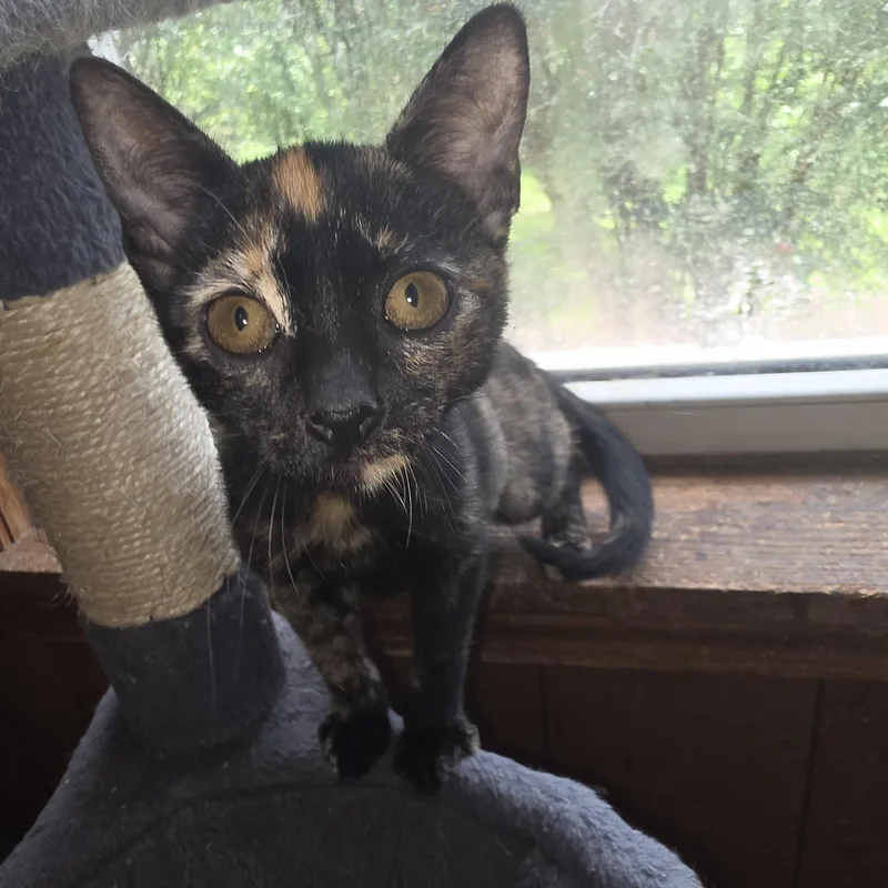Pepper thumbnail 3