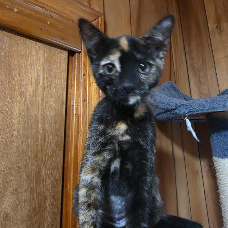Pepper thumbnail 4