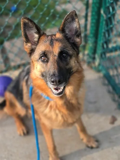 An adult large-sized female German Shepherd Dog dog named Purple for adoption in Saint Peters, MO