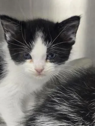 A baby small-sized female Domestic Short Hair cat named Fawn for adoption in Roseville, CA