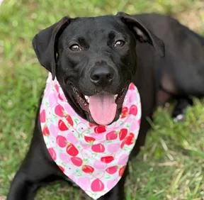 An adult medium-sized female Mixed Breed dog named Eleanor for adoption in West Chester, PA